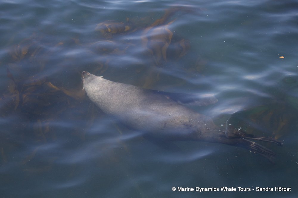 cape fur seal, whale watching, gansbaai, south africa