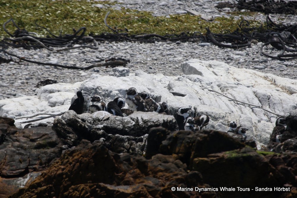 african penguin, whale watching, gansbaai, south africa