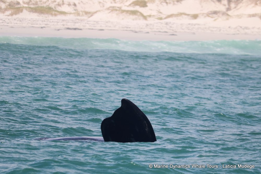Southern right whale, whale watching, gansbaai, south africa,