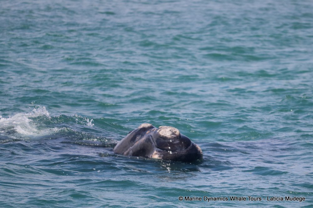 Southern right whale, whale watching, gansbaai, south africa,