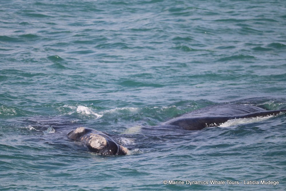Southern right whale, whale watching, gansbaai, south africa,