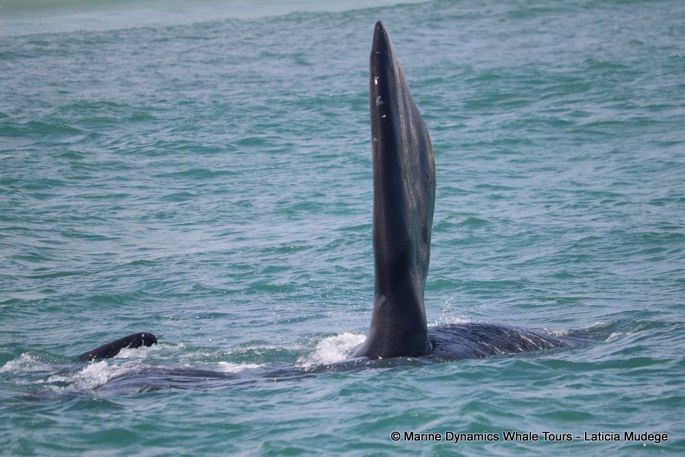 Southern right whale, whale watching, gansbaai, south africa,