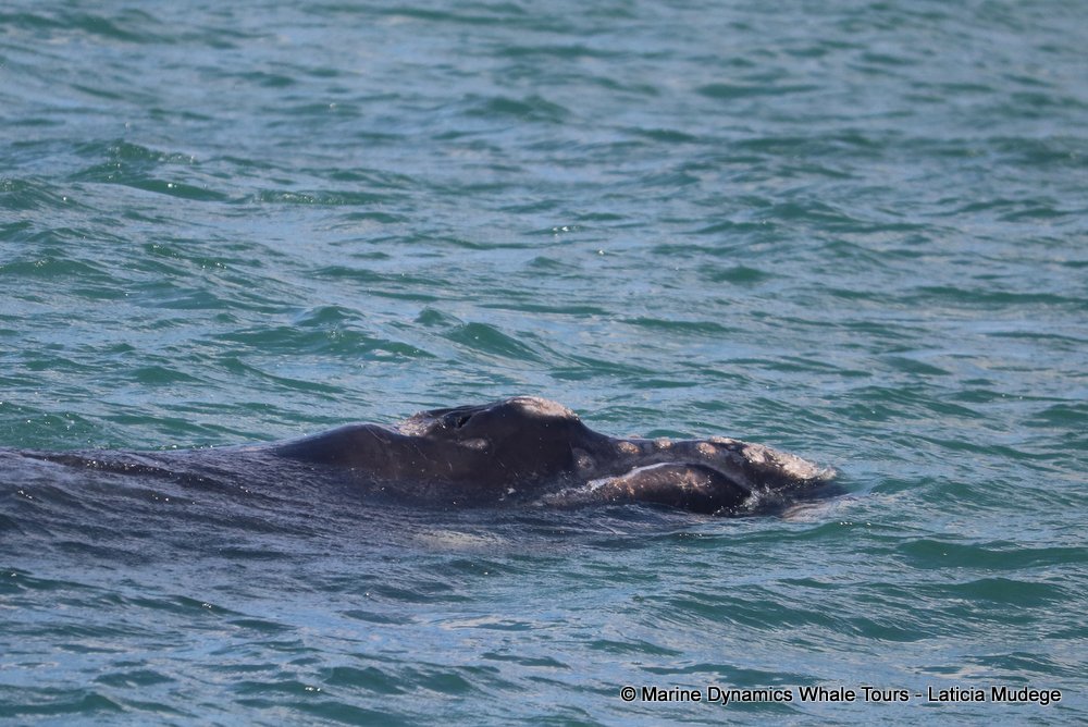 Southern right whale, whale watching, gansbaai, south africa,
