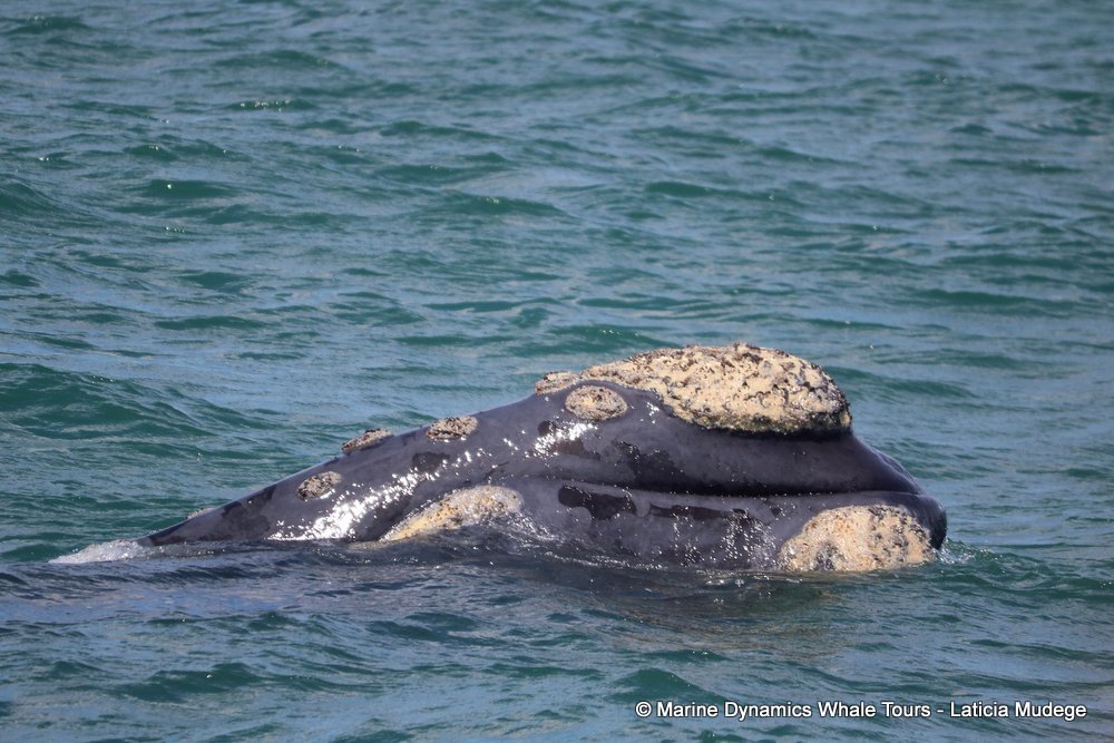 Southern right whale, whale watching, gansbaai, south africa,