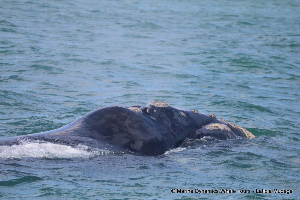 Southern right whale, whale watching, gansbaai, south africa,