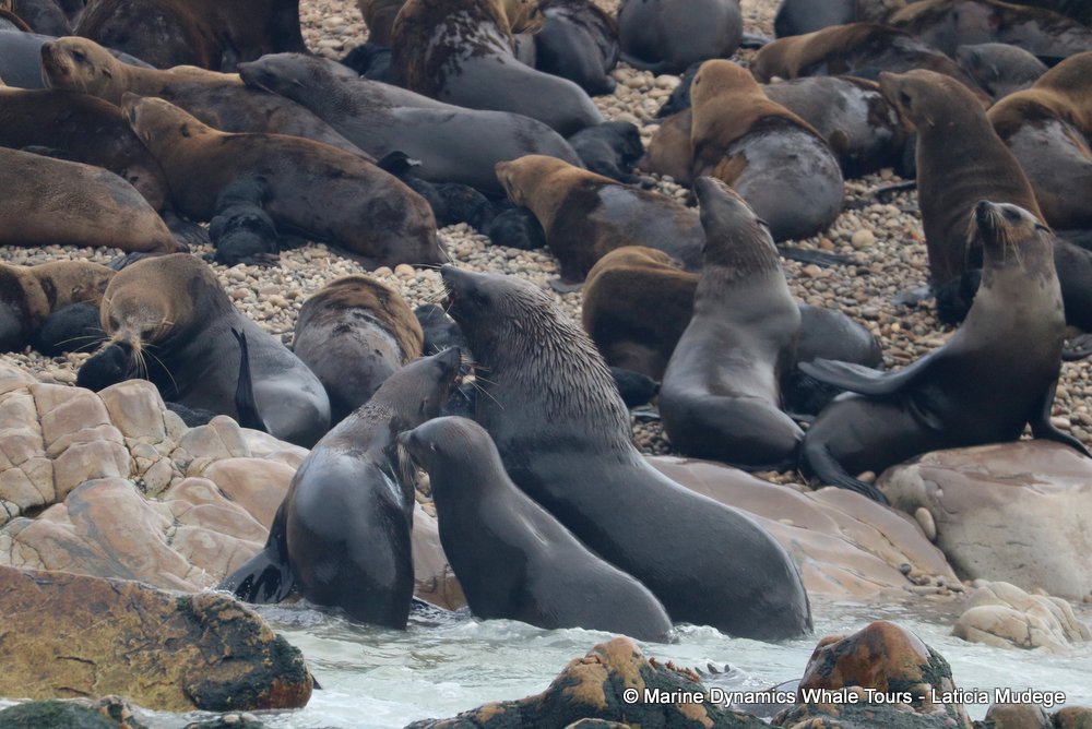 cape fur seal, whale watching, gansbaai, south africa