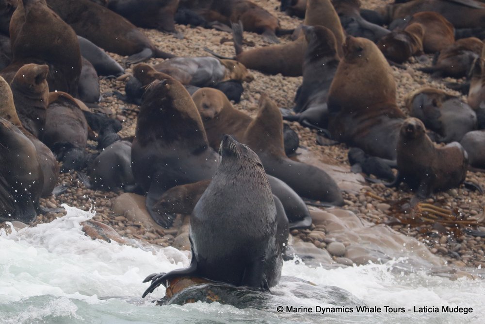 cape fur seal, whale watching, gansbaai, south africa