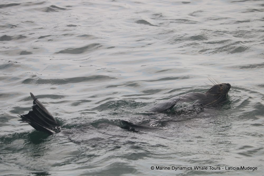 cape fur seal, whale watching, gansbaai, south africa