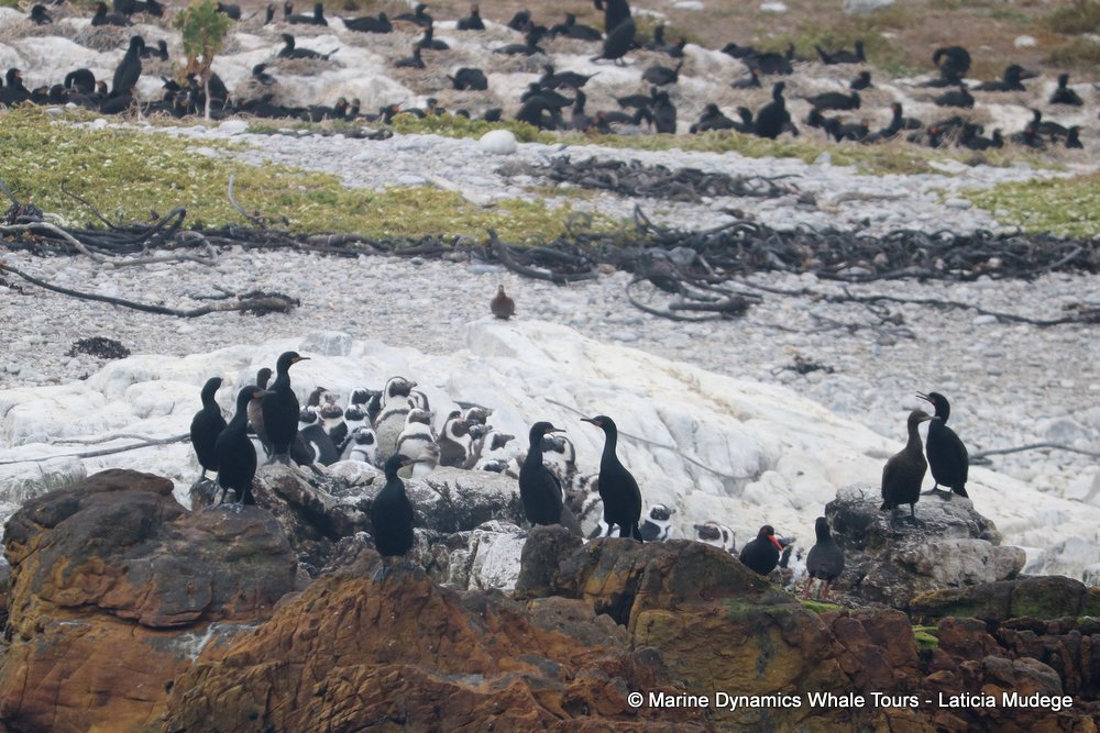 penguins, whale watching, gansbaai, south africa,