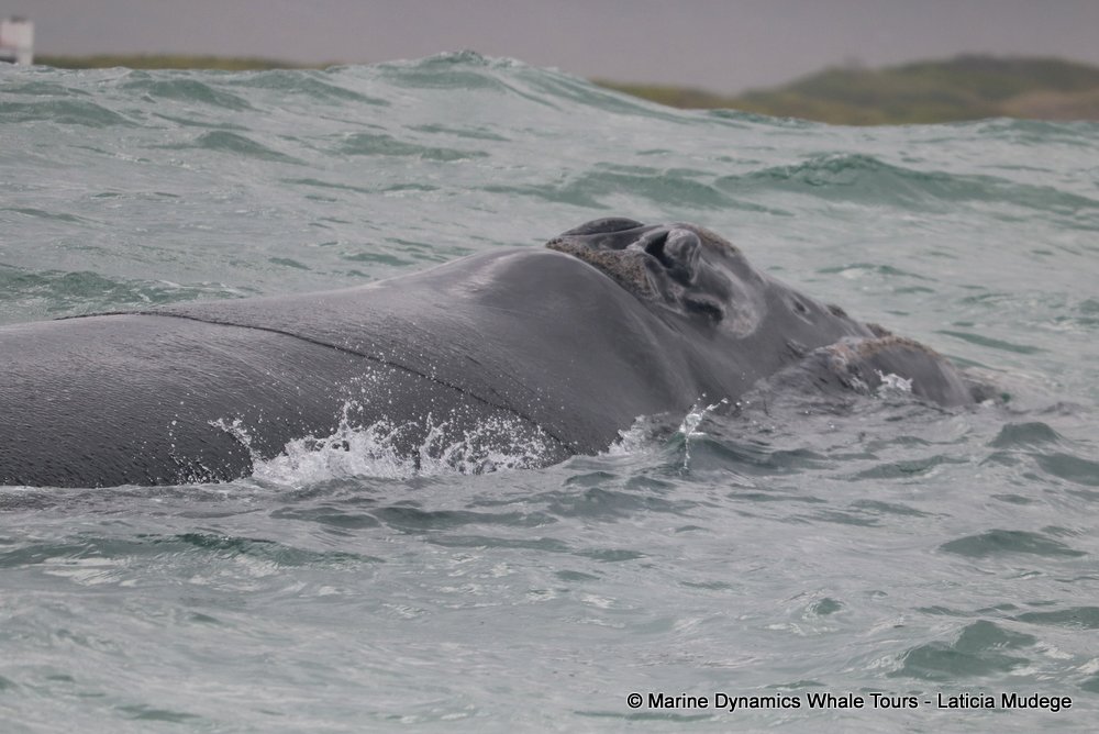 Southern right whale, whale watching, gansbaai, south africa,