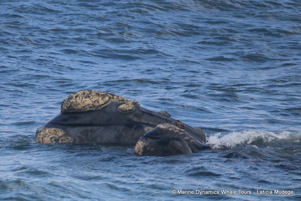 Southern right whale, whale watching, gansbaai, south africa,