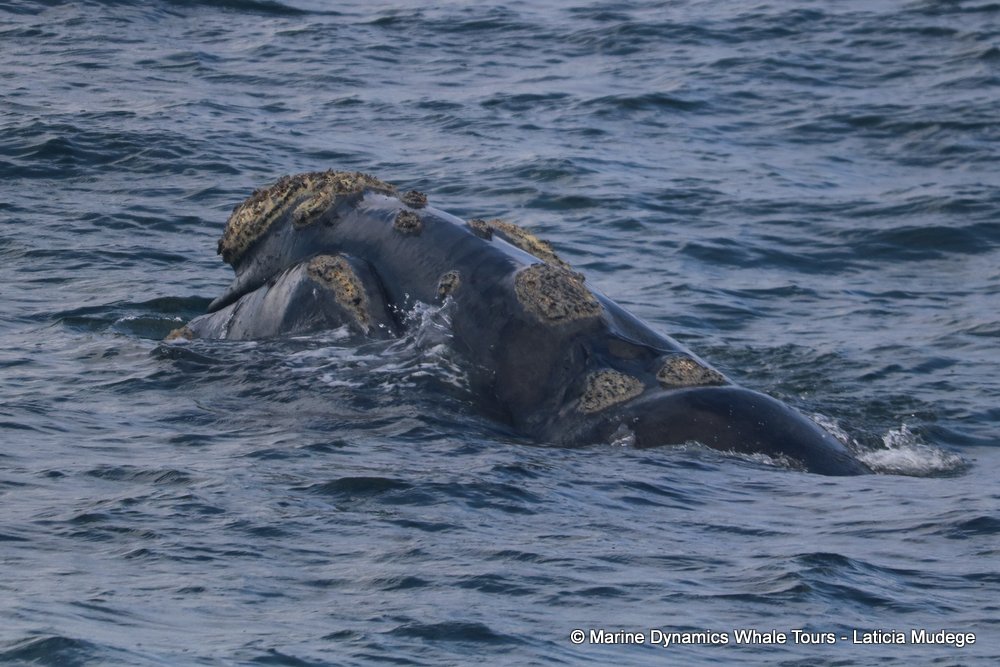 Southern right whale, whale watching, gansbaai, south africa,
