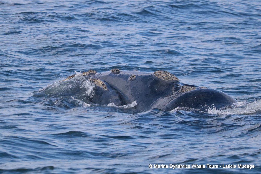Southern right whale, whale watching, gansbaai, south africa,