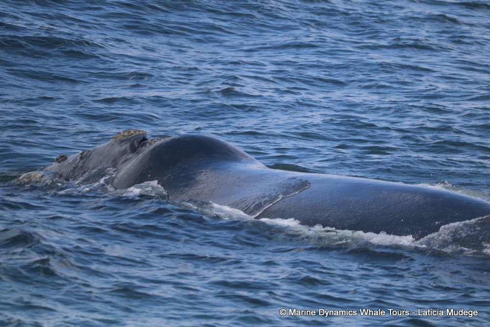 Southern right whale, whale watching, gansbaai, south africa,