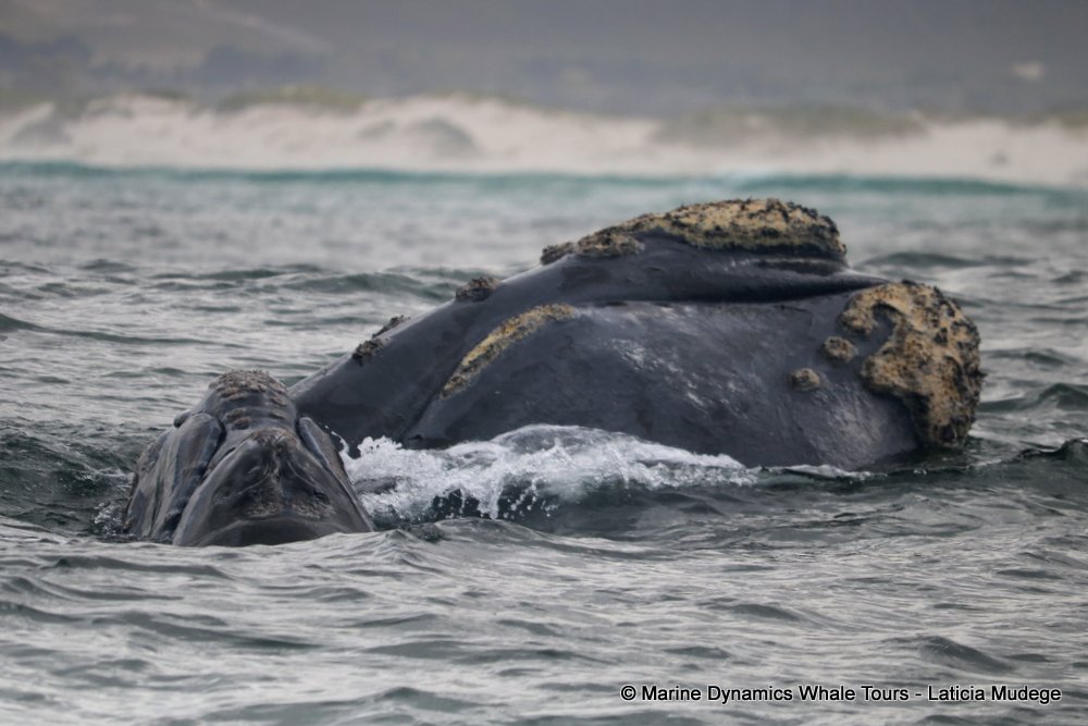 Southern right whale, whale watching, gansbaai, south africa,