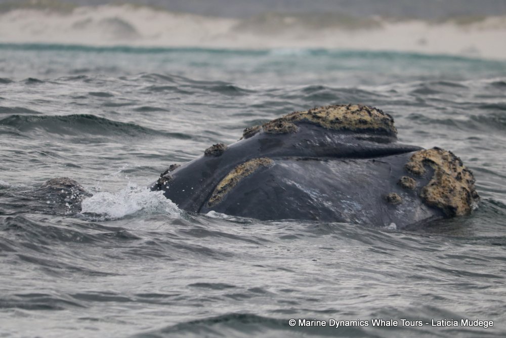 Southern right whale, whale watching, gansbaai, south africa,