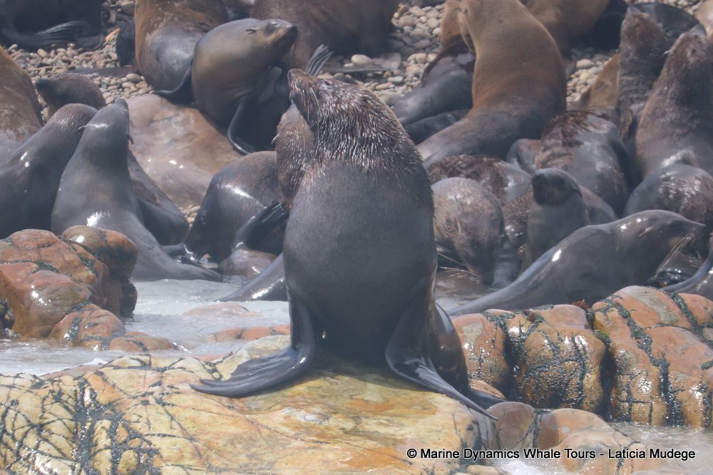 cape fur seal, whale watching, gansbaai, south africa