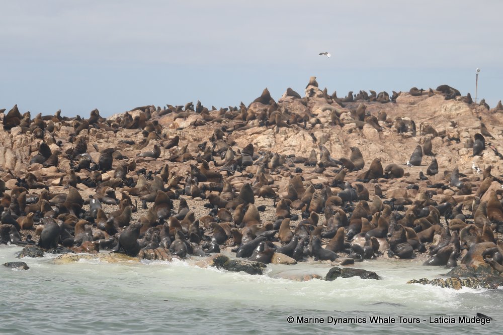 cape fur seal, whale watching, gansbaai, south africa