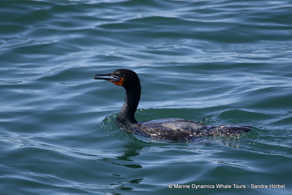 cape cormorants, whale watching, gansbaai, south africa