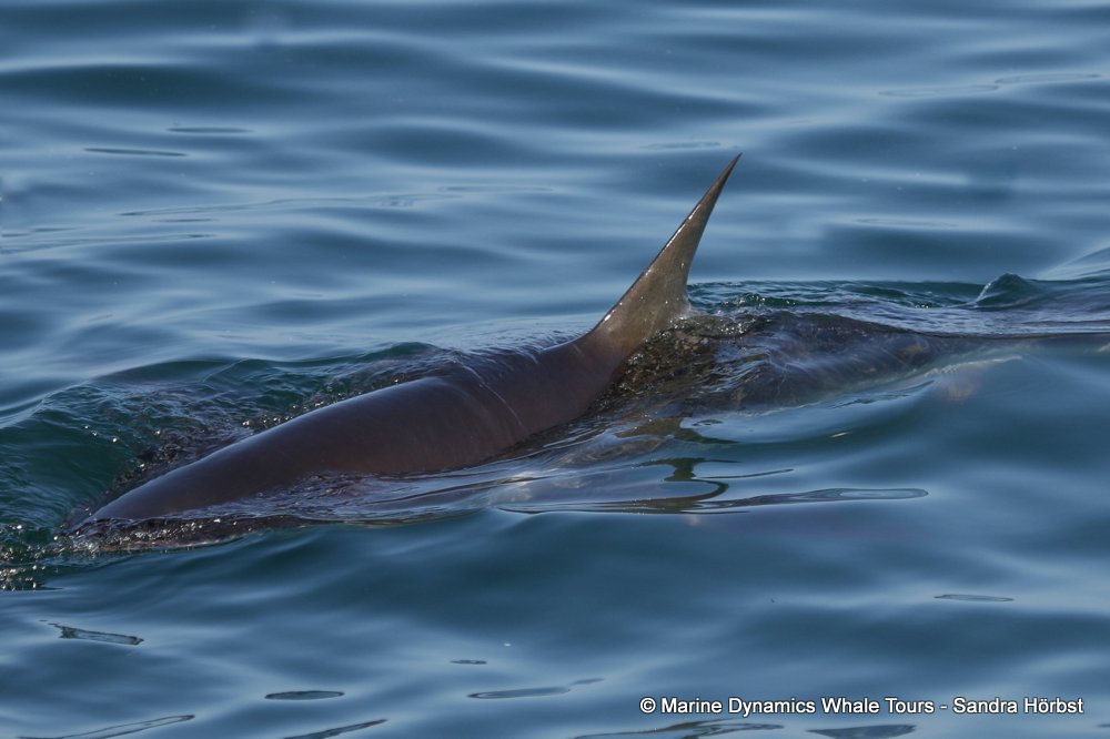 bronze whaler shark, whale watching, gansbaai, south africa,