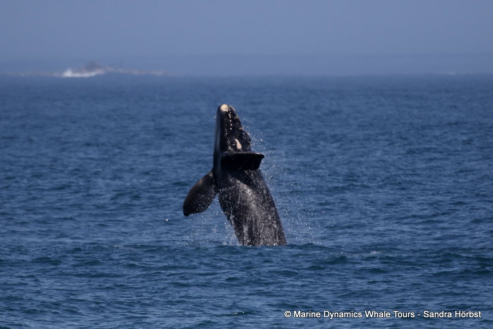 Southern right whale, whale watching, gansbaai, south africa,