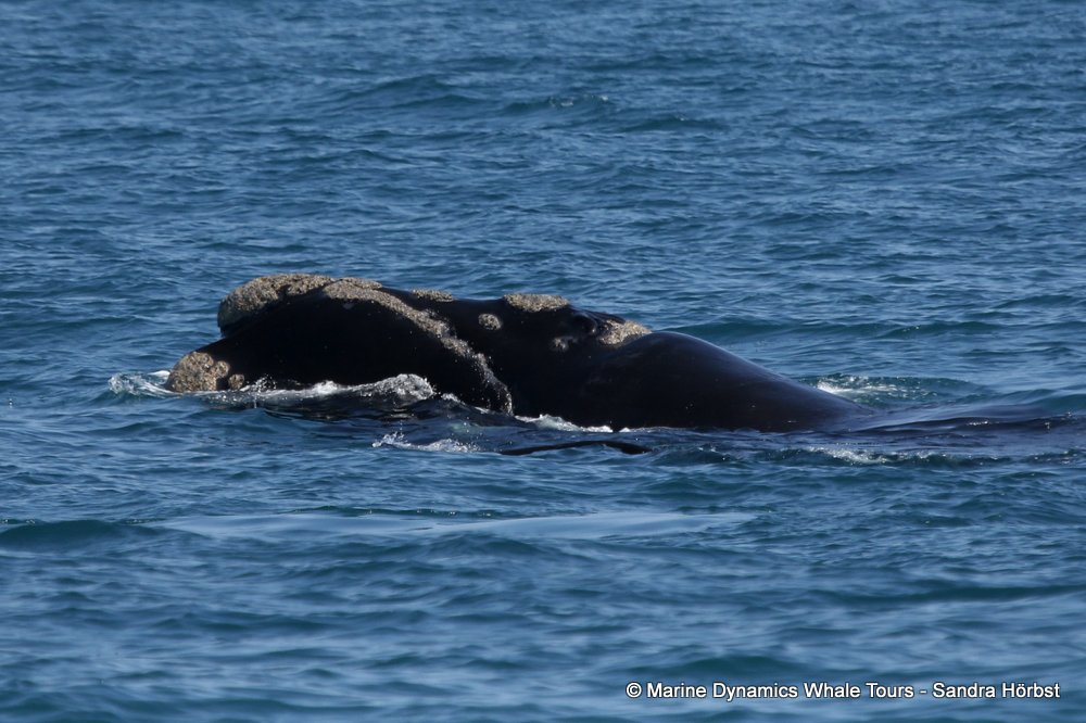 Southern right whale, whale watching, gansbaai, south africa,