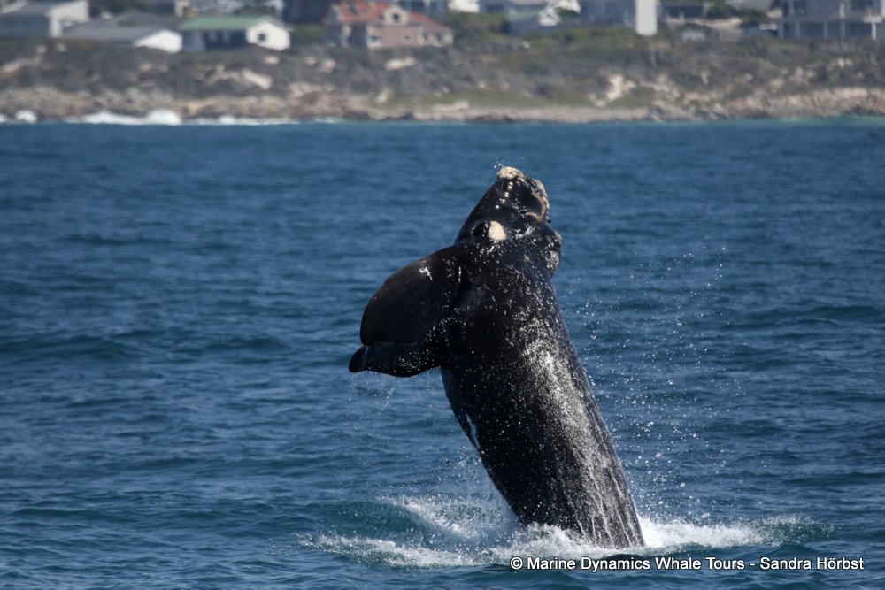 Marine Big 5 Daily Blog 28 November