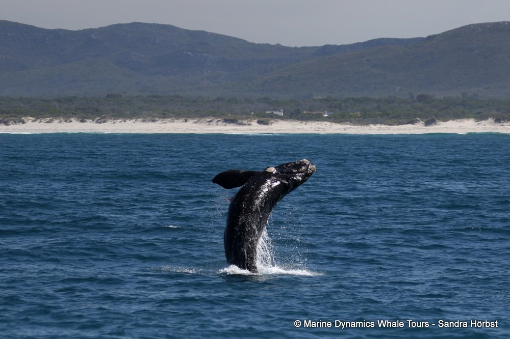 Southern right whale, whale watching, gansbaai, south africa,