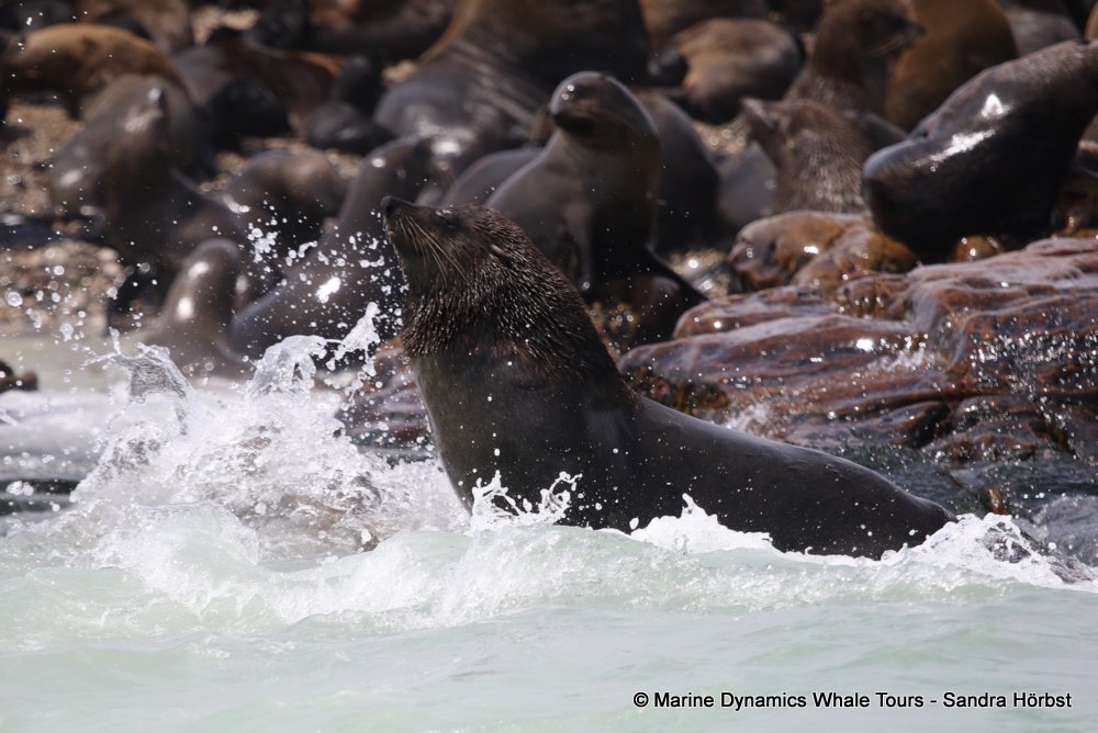 cape fur seal, whale watching, gansbaai, south africa