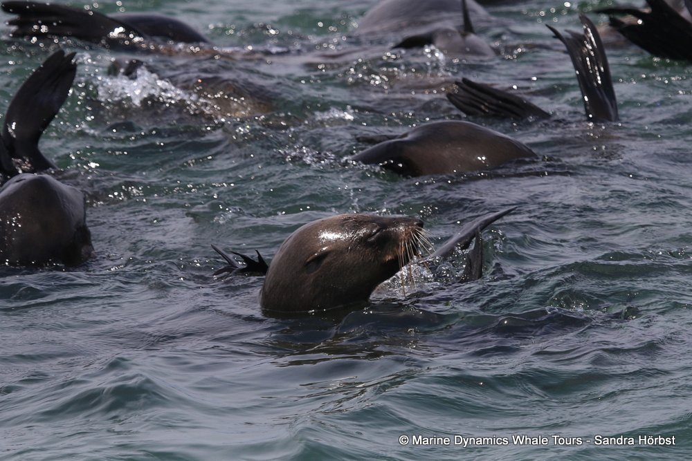 cape fur seal, whale watching, gansbaai, south africa