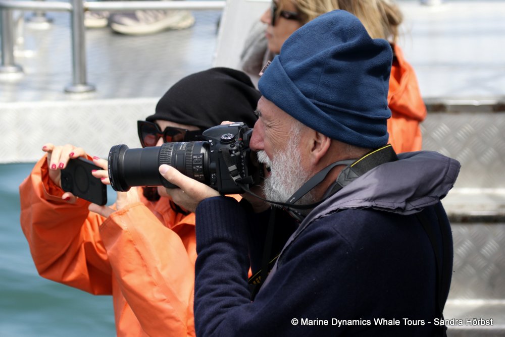 whale watching, gansbaai, south africa,