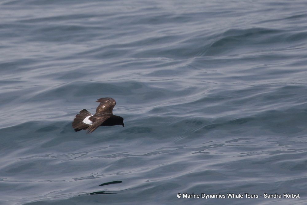 European Storm Petrel, whale watching, gansbaai, south africa,