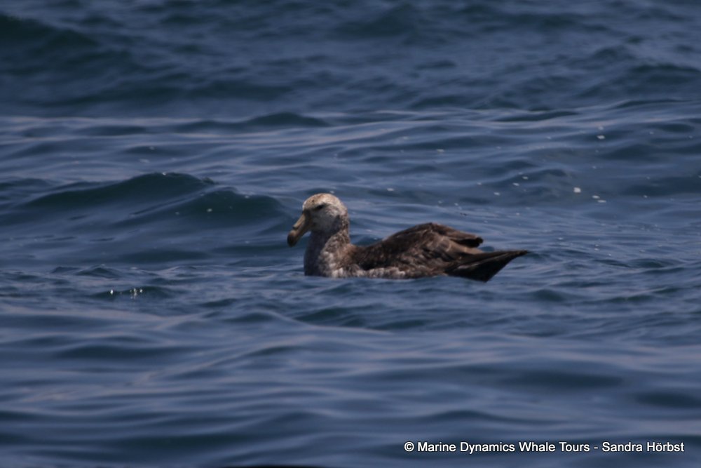 Northern Giant Petrel, whale watching, gansbaai, south africa,