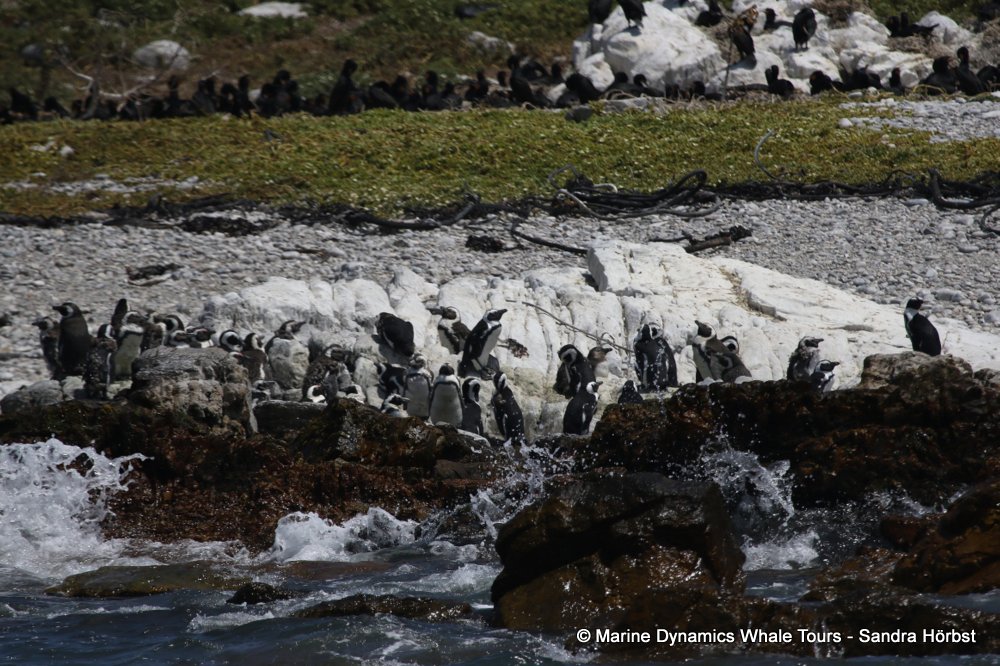 african penguin, whale watching, gansbaai, south africa