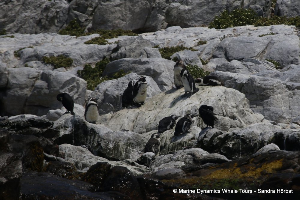 african penguin, whale watching, gansbaai, south africa