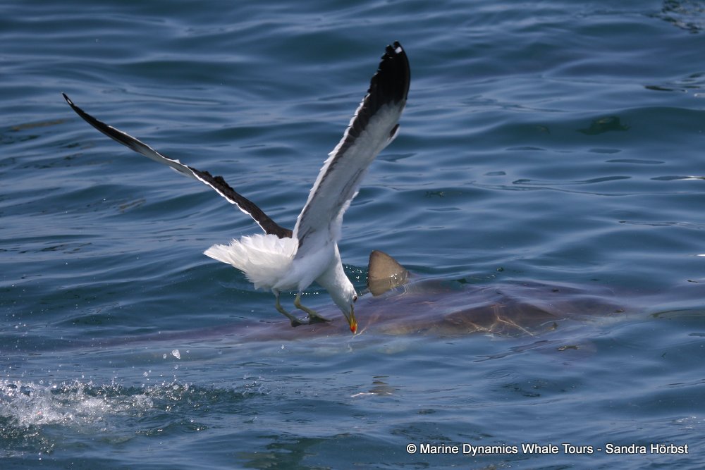 bronze whaler shark, whale watching, gansbaai, south africa,