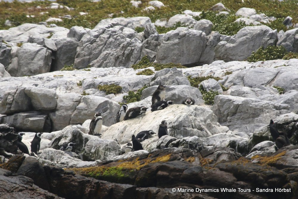 penguins, whale watching, gansbaai, south africa,