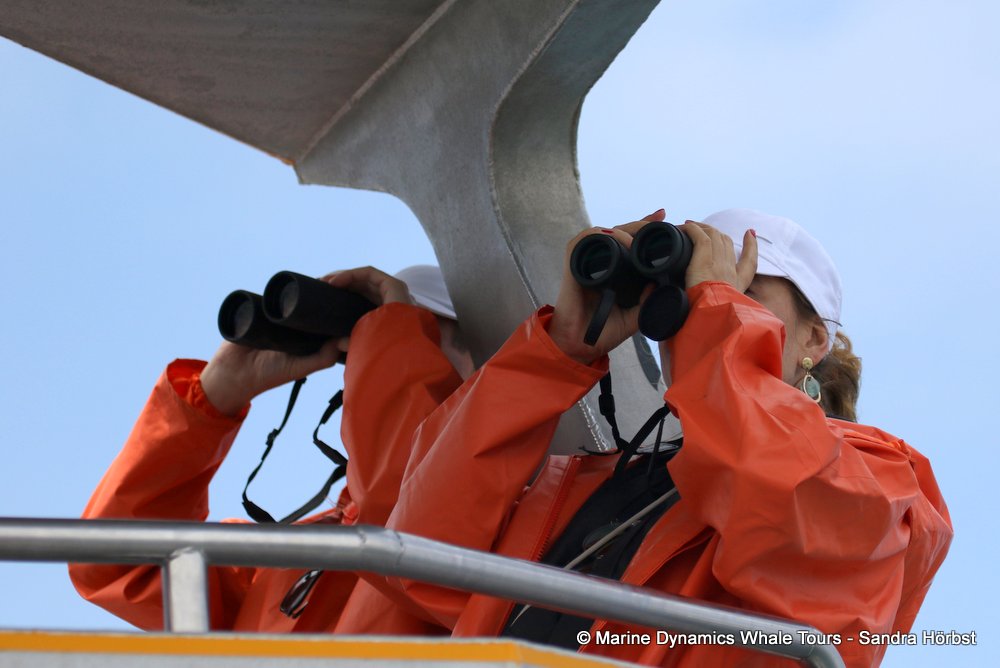people, whale watching, gansbaai, south africa