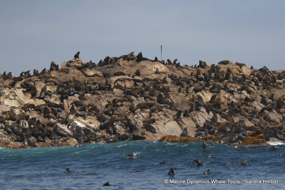 cape fur seal, whale watching, gansbaai, south africa