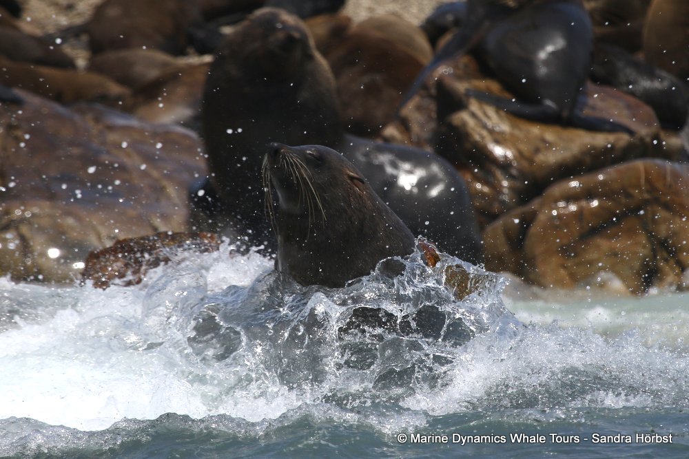 cape fur seal, whale watching, gansbaai, south africa