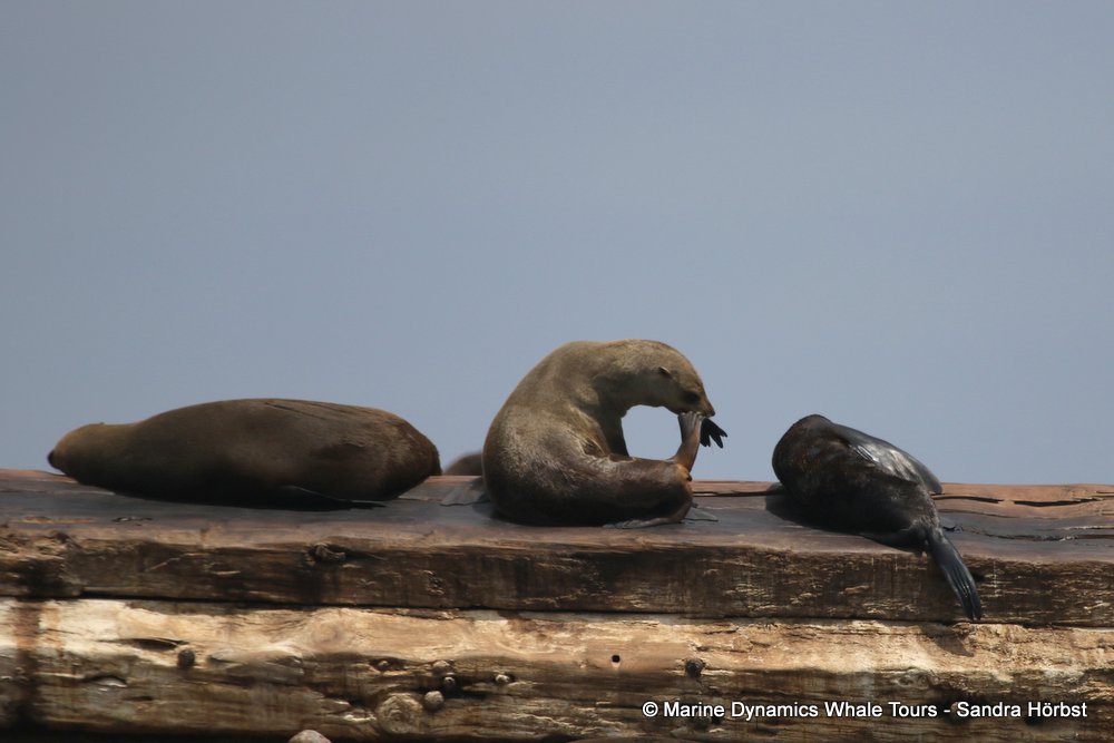 cape fur seal, whale watching, gansbaai, south africa