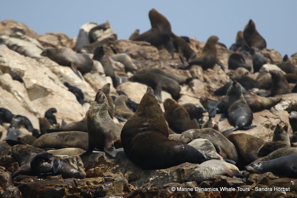 cape fur seal, whale watching, gansbaai, south africa