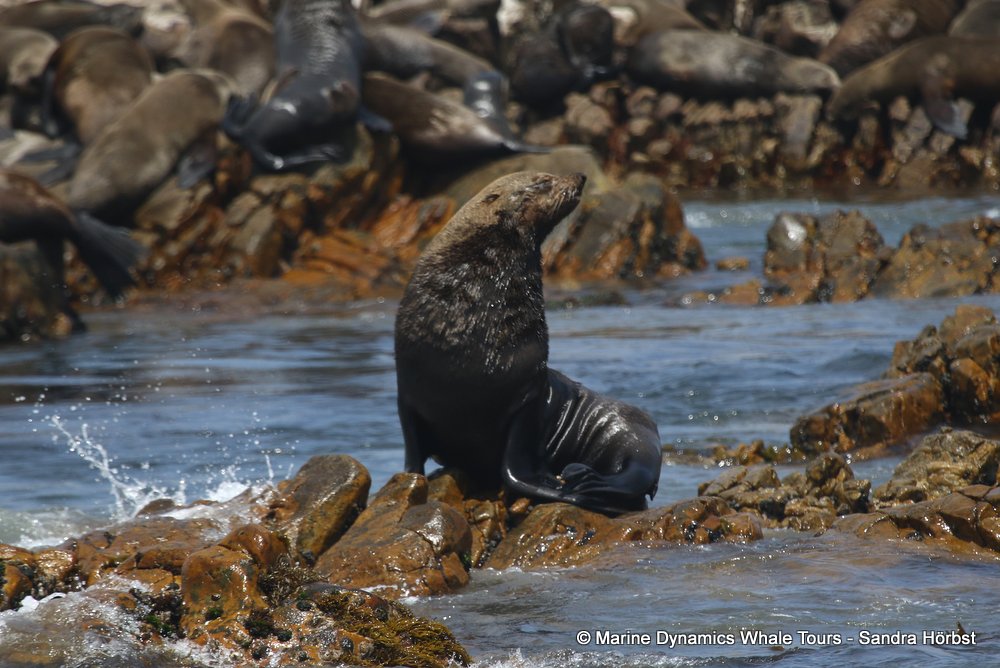 cape fur seal, whale watching, gansbaai, south africa