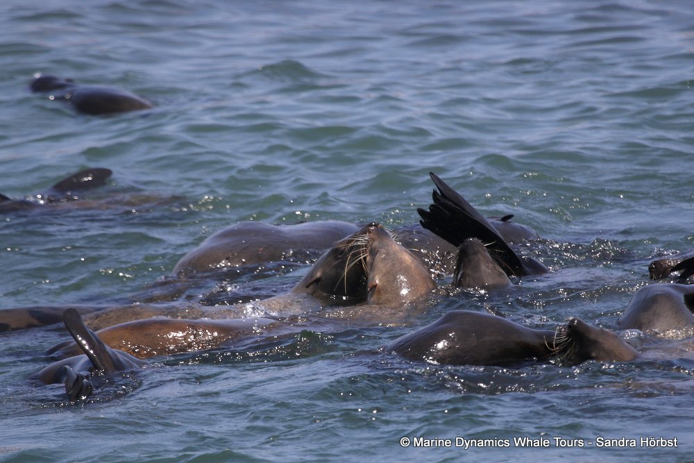 cape fur seal, whale watching, gansbaai, south africa