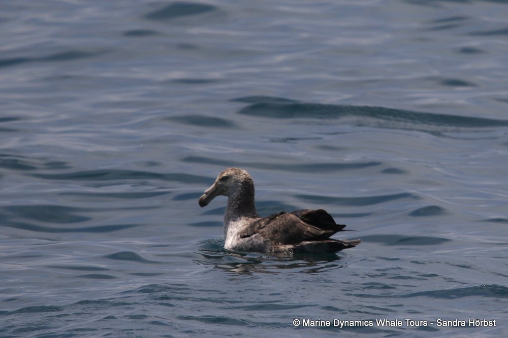 giant petrel, whale watching, gansbaai, south africa