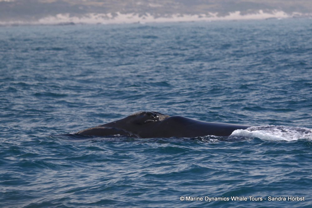 Southern right whale, whale watching, gansbaai, south africa,
