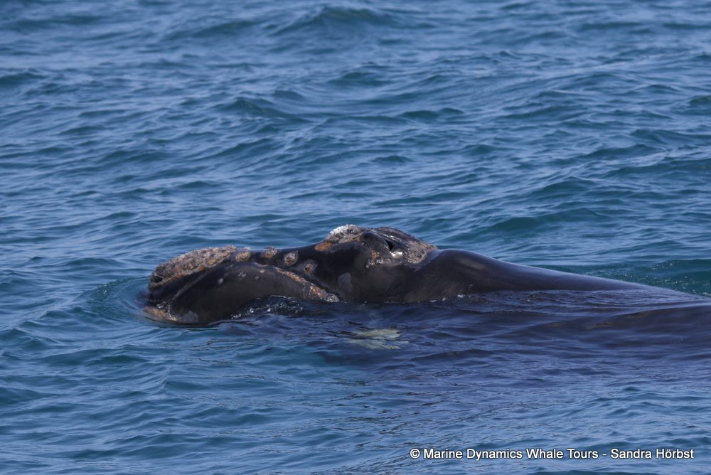 Southern right whale, whale watching, gansbaai, south africa,
