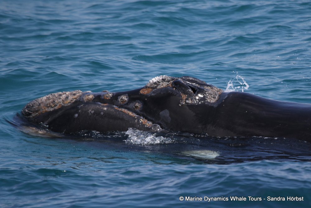 Southern right whale, whale watching, gansbaai, south africa,