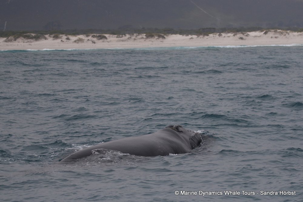 Southern right whale, whale watching, gansbaai, south africa,