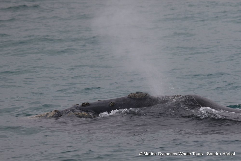 Southern right whale, whale watching, gansbaai, south africa,